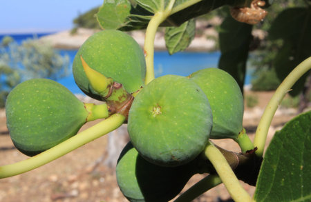 verdant fig fruits on a branch with the sea in the background - mediterranean seaside scene