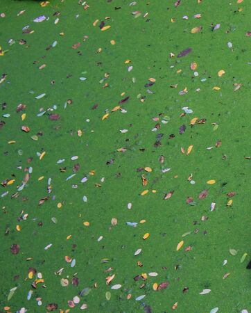 Leaves floating on pond surface - background imageの写真素材