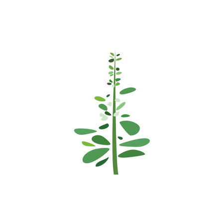 basil plant vector icon design elementのイラスト素材