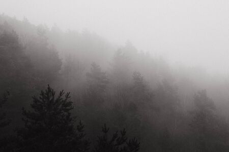 fog in winter forestの写真素材