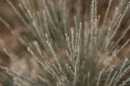 frozen grass covered with frost on a brown and green backgroundの写真素材