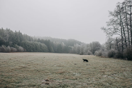 black dog in motion on a meadow