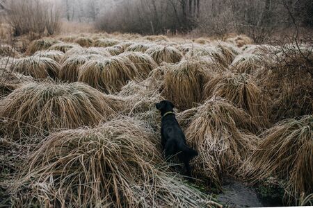 A black dog hunts on a hunt in the tall grass.の写真素材