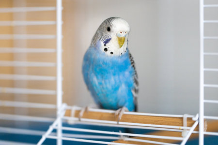 male blue budgerigar sitting in the cage entrance
