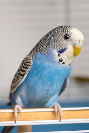 female blue budgies on the right side of the image with space for textの写真素材