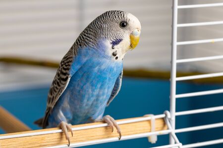Portrait of a small parrot with shallow depth of fieldの写真素材