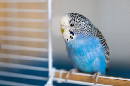 Portrait of a young, blue male budgerigar in a cageの写真素材