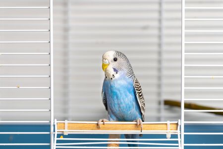male blue budgerigar sitting in the cage entranceの写真素材