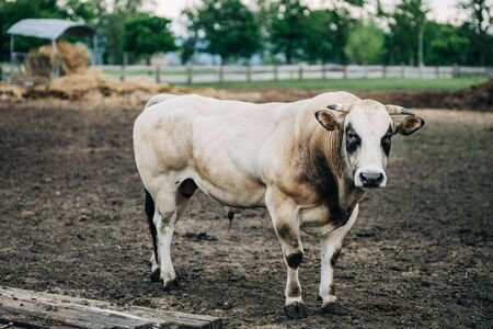 breed of Argentine bull reared for meatの写真素材