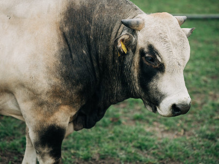 breed of Argentine bull reared for meatの写真素材