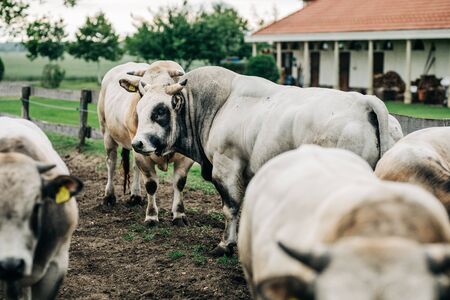 breed of Argentine bull reared for meatの写真素材
