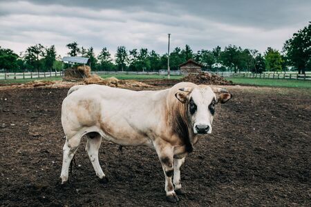 breed of Argentine bull reared for meatの写真素材