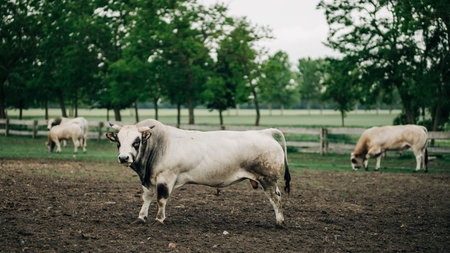 a herd of large strong bulls in a corral on a farmの写真素材