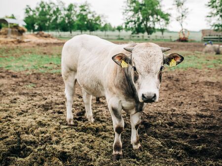strong, young argentinian bull in the corral on the farmの写真素材