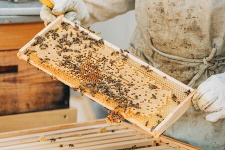 inspection of bee plates during regular maintenance of hivesの写真素材