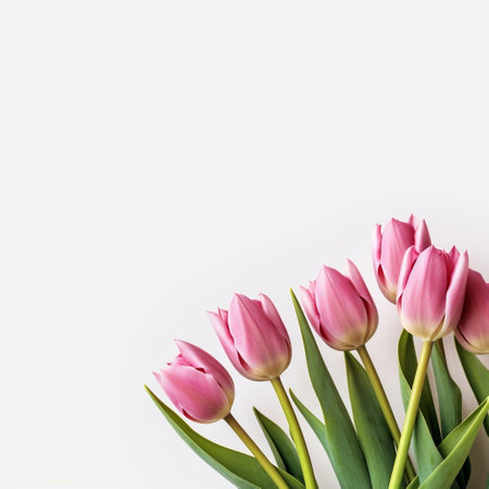 Tulip Flowers on White Background Generative AIの素材