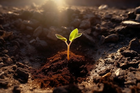 Growth and Hope as a Small Seedling Emergesの素材