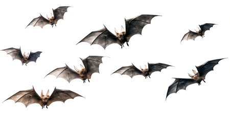 Bats Isolated on white Background.の素材