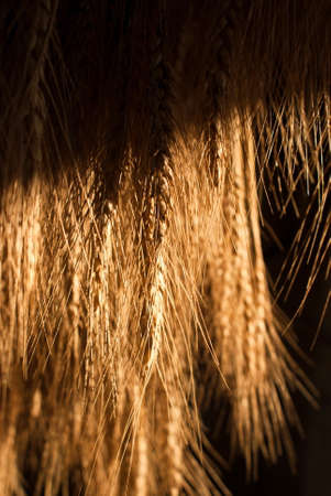 Wheat drying in the sunの写真素材