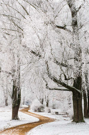 Path through frozen forestの写真素材