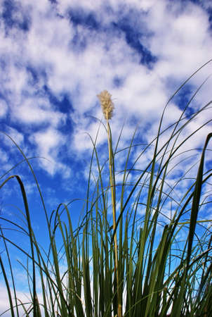 Bush against the skyの写真素材