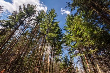 Trees in the woods