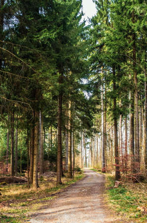 Pathway in the forestの写真素材