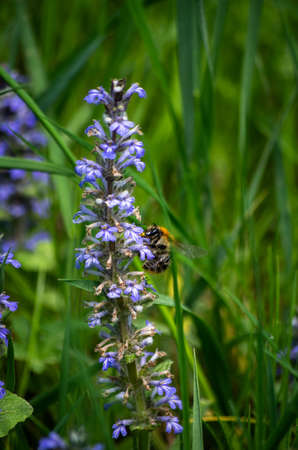 Bumble-bee around blue flower 5の写真素材