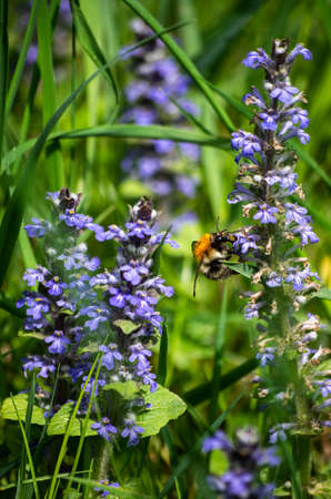 Bumble-bee around blue flowerの写真素材