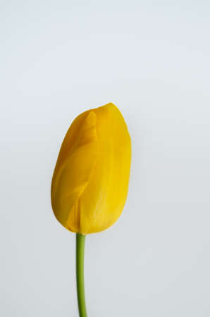 Tulip Isolatedの写真素材