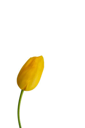 Tulip Isolatedの写真素材