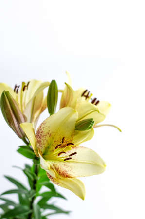Light yellow asian Lily stemmed blossom isolated against white backgroundの写真素材