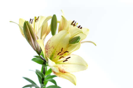 Light yellow asian Lily stemmed blossom isolated against white backgroundの写真素材