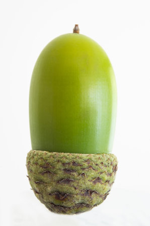 Single green Acorn isolated against a white backdrop