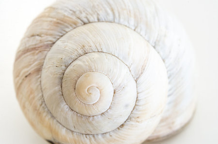 Single snail house shell close up isolate against a white backdrop