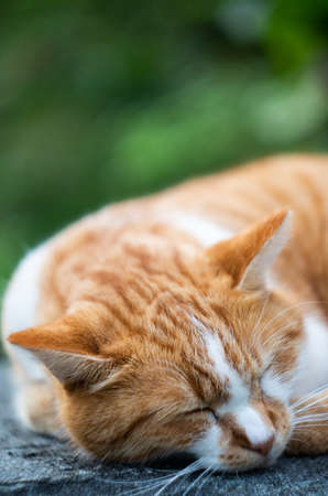 Ginger cat sleeping on a rock outdoors in the summer time, isolatedの写真素材