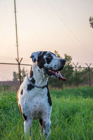 Harlequin Great Dane dog outdoors playing and wonderingの写真素材