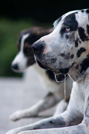 Harlequin great Dane dog sitting on pavementの写真素材