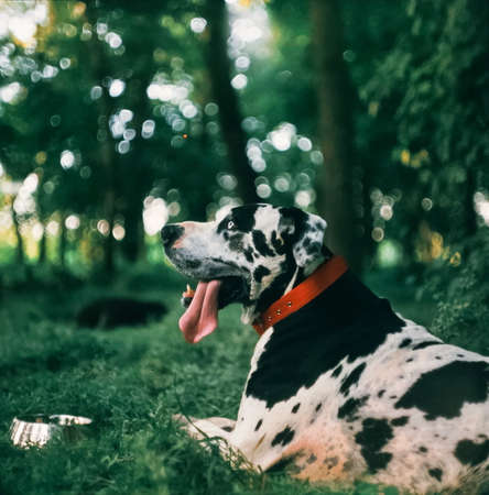 Harlequin great Dane dog sitting on grassの写真素材