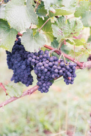 grape vine with dark purple grapes and green leafsの写真素材