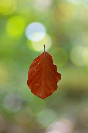 Brown colored leaf hanging by a spider web in autumn, isolated, close upの写真素材