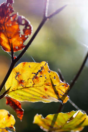 Colorful autumn leafs in the forest against the sun lightの写真素材