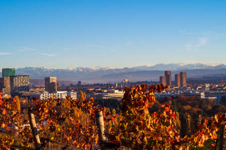 Zurich city vista from atop of Hongg in autumn at sunset warm tone  vineyard after harvest  in the foregroundの写真素材