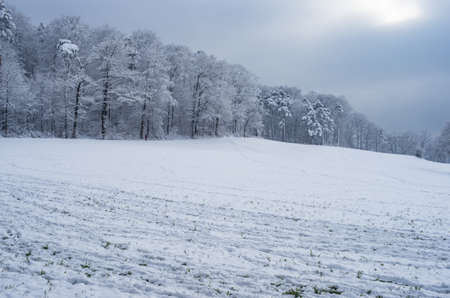 Winter snowy filed with snowy forest trees in the backgroundの写真素材