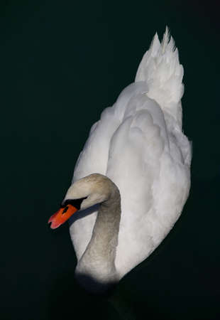 beautiful swan swimming in lake outdoors wild nature. white bird 2019の写真素材