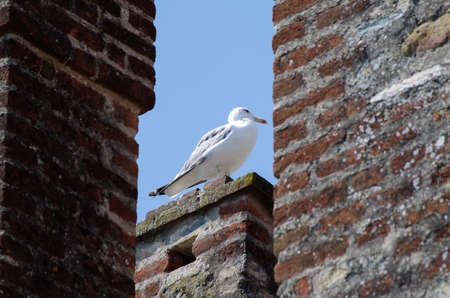 Seagulls resting on old city walls in Italy 2019の写真素材