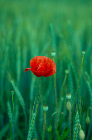 Red poppy flower in a green field of wheat vertical 2019の写真素材