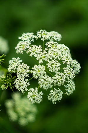 Stem of Cow Parsley flower bush against green background shallow depth of field 2019の写真素材