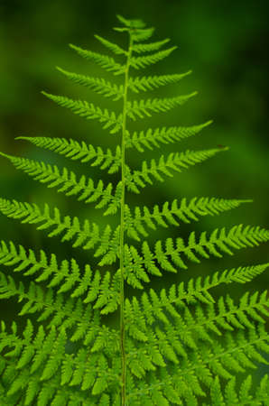 Green fern leaf close up in the forest shallow dept of field 2019の写真素材