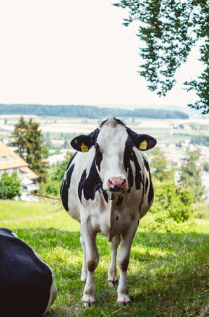 Holstein cow grazing on a green field close p sunny day 2019の写真素材